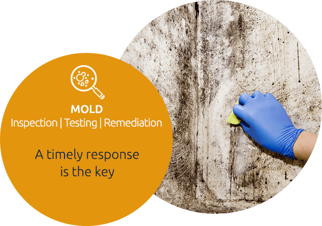 Mold Remediation