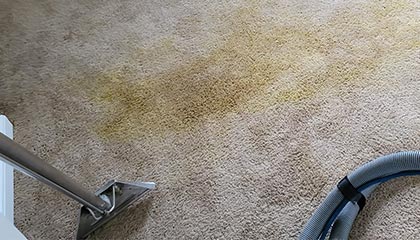 Carpet Deep Steam Cleaning Service